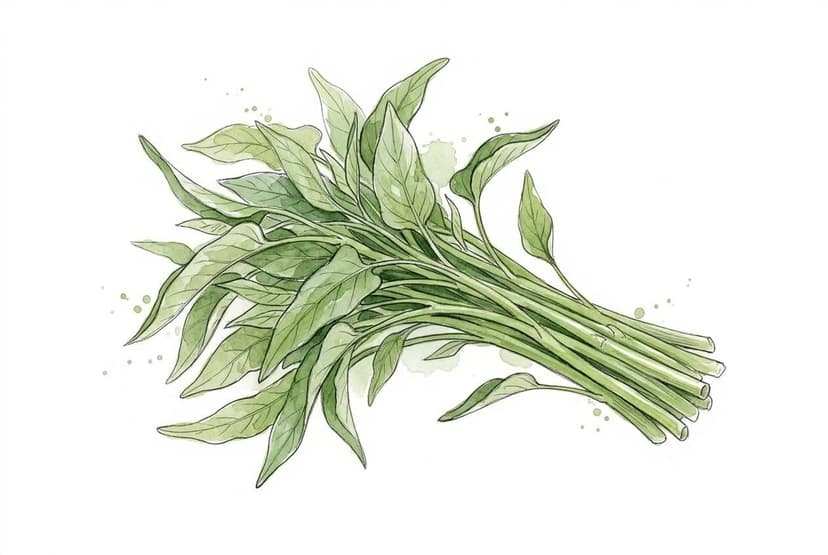 空心菜（クウシンサイ）